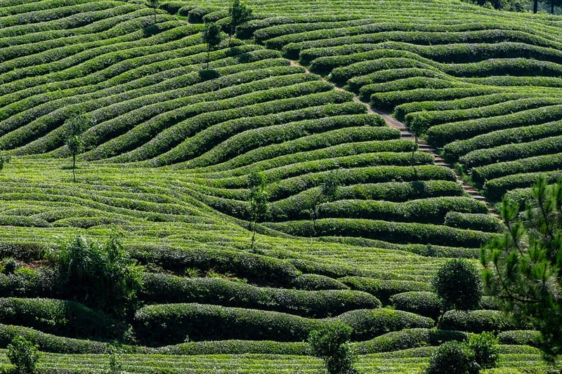 Exotic Tea Selections